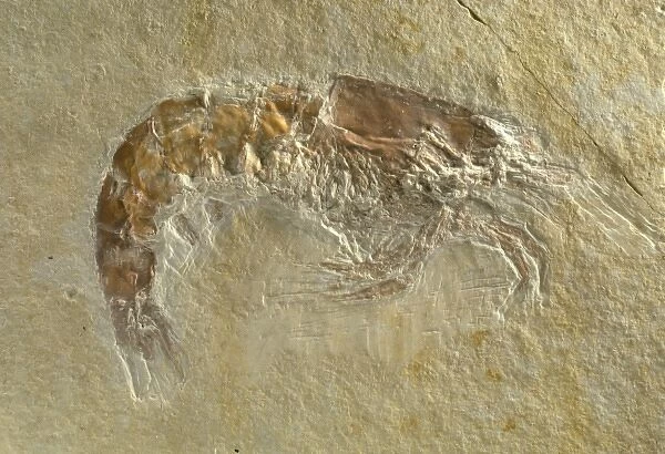 Fossilised Acanthochirana cordata, prawn