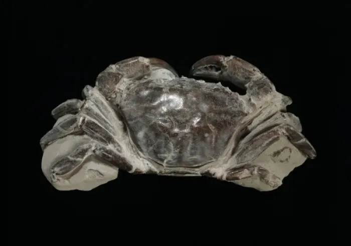 Framed Print : Fossilised Archaeogeryon peruvianus, Miocene crab Framed Print : Fossilised Archaeogeryon peruvianus, Miocene crab