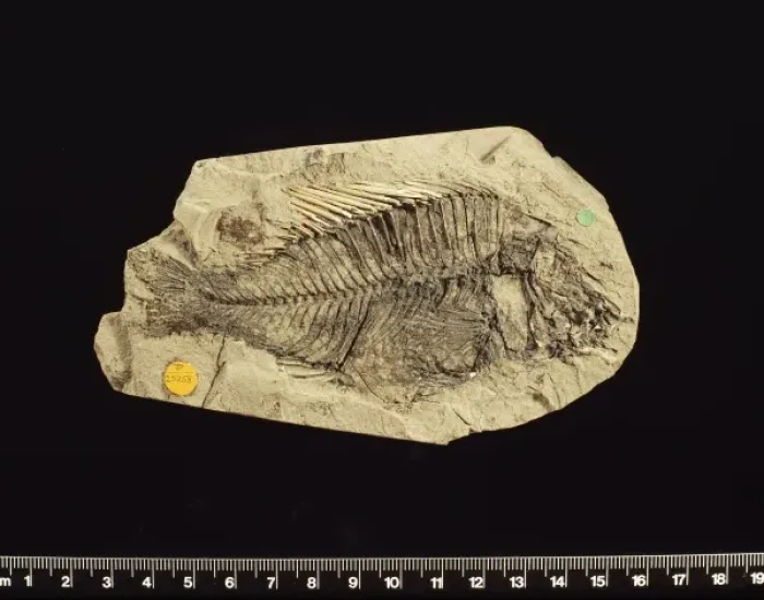 Framed Print : Fossilised Macracara prisca, cichlid Framed Print : Fossilised Macracara prisca, cichlid