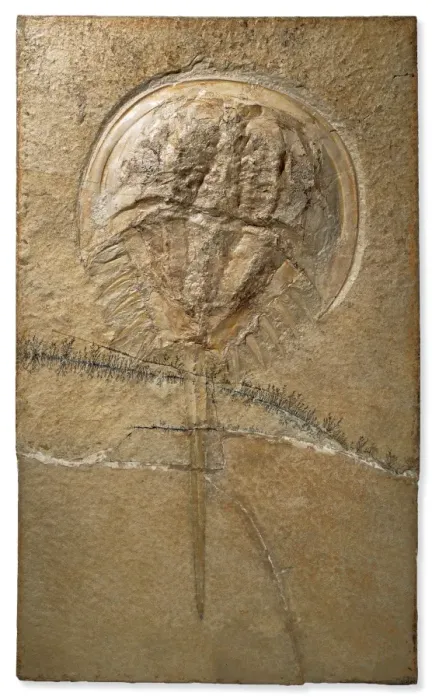 Framed Print : Fossilised Mesolimulus Framed Print : Fossilised Mesolimulus