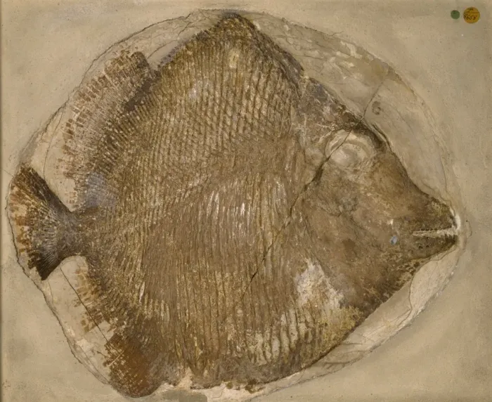 Framed Print : Fossilised Mesturus verrucosus Framed Print : Fossilised Mesturus verrucosus
