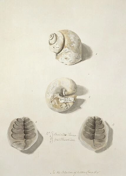 Fossilised naticid gastropods and leaves