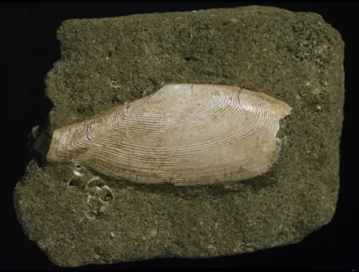 Framed Print : Fossilised Tellinella rostralis, tellin bivalve Framed Print : Fossilised Tellinella rostralis, tellin bivalve