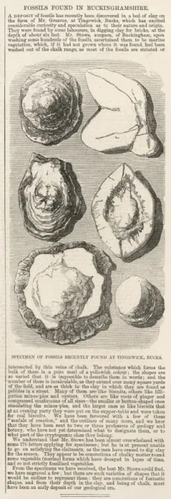 Framed Print : Fossils found in Buckinghamshire Framed Print : Fossils found in Buckinghamshire