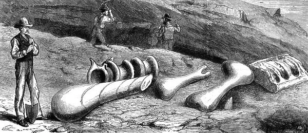 Fossils in Colorado