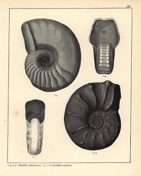 Fossils of extinct ammonite cephalopods