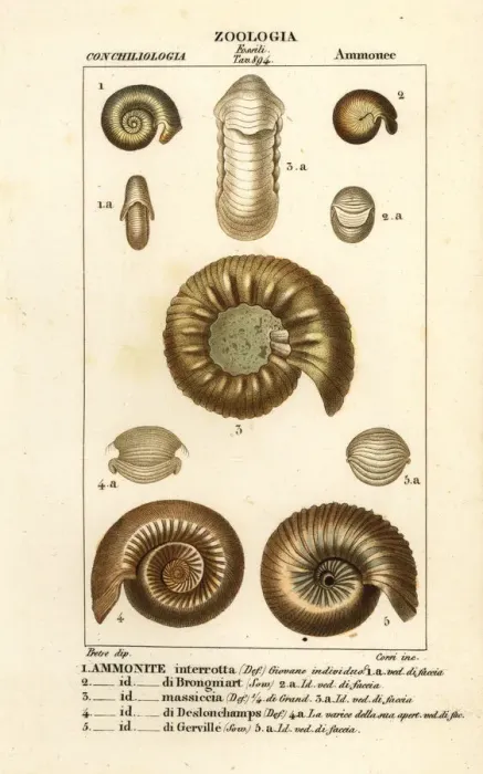 Framed Print : Fossils of extinct ammonite species Framed Print : Fossils of extinct ammonite species