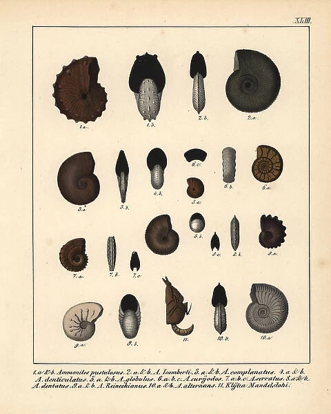 Fossils of extinct ammonites