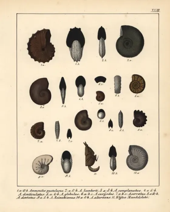 Framed Print : Fossils of extinct ammonites Framed Print : Fossils of extinct ammonites
