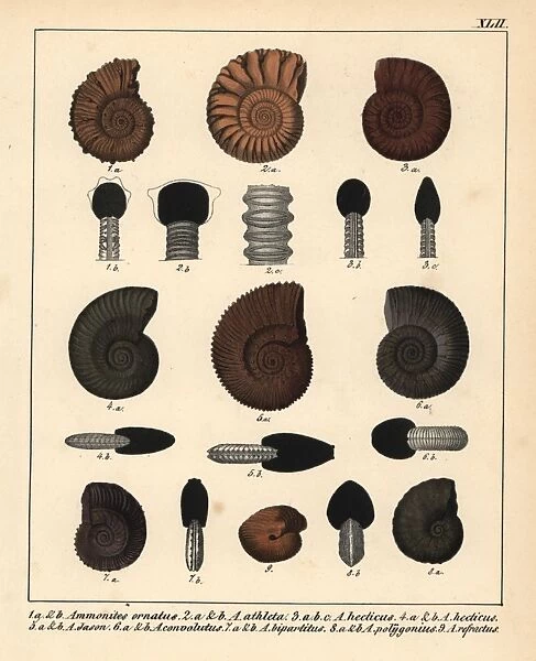 Fossils of extinct Ammonites species
