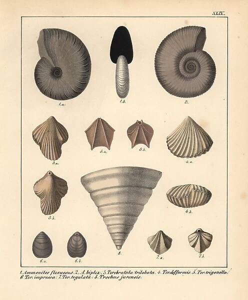 Fossils of extinct Ammonites, Terebratula