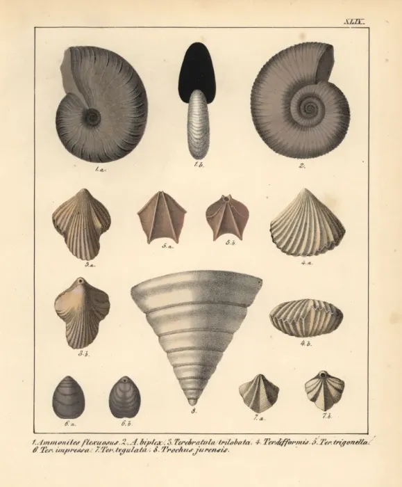 Framed Print : Fossils of extinct Ammonites, Terebratula Framed Print : Fossils of extinct Ammonites, Terebratula