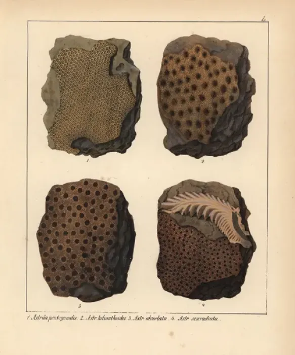 Framed Print : Fossils of extinct Astraea pentagonalis, A Framed Print : Fossils of extinct Astraea pentagonalis, A