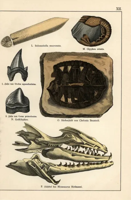 Framed Print : Fossils of extinct celaphopod, crustacean, turtle and shark Framed Print : Fossils of extinct celaphopod, crustacean, turtle and shark