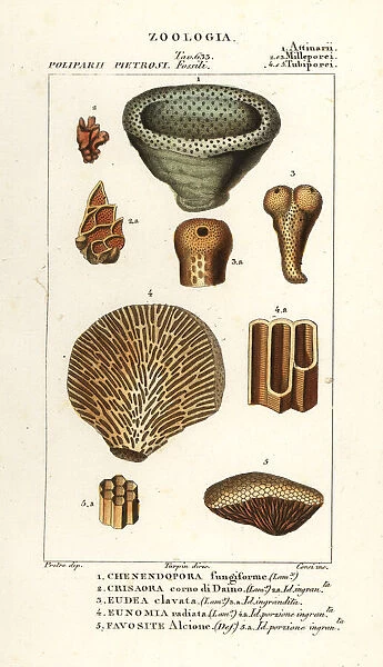 Fossils of extinct coral