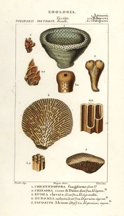 Framed Print : Fossils of extinct coral Framed Print : Fossils of extinct coral