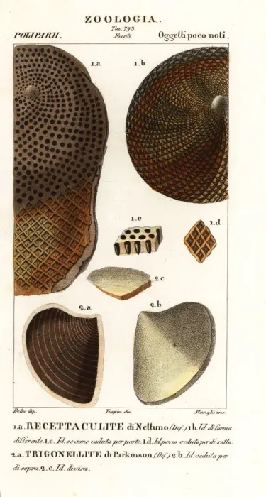 Framed Print : Fossils of extinct corals Framed Print : Fossils of extinct corals