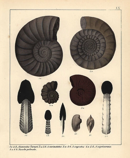 Fossils of extinct encephalopods