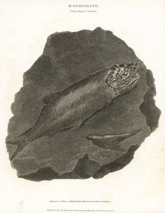 Framed Print : Fossils of extinct fish Framed Print : Fossils of extinct fish