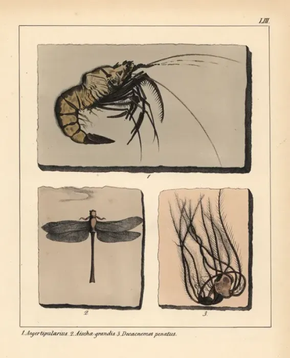 Framed Print : Fossils of extinct Jurassic prawn, Aeger tipularius Framed Print : Fossils of extinct Jurassic prawn, Aeger tipularius