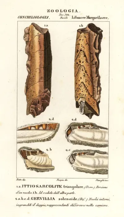 Framed Print : Fossils of extinct molluscs Framed Print : Fossils of extinct molluscs