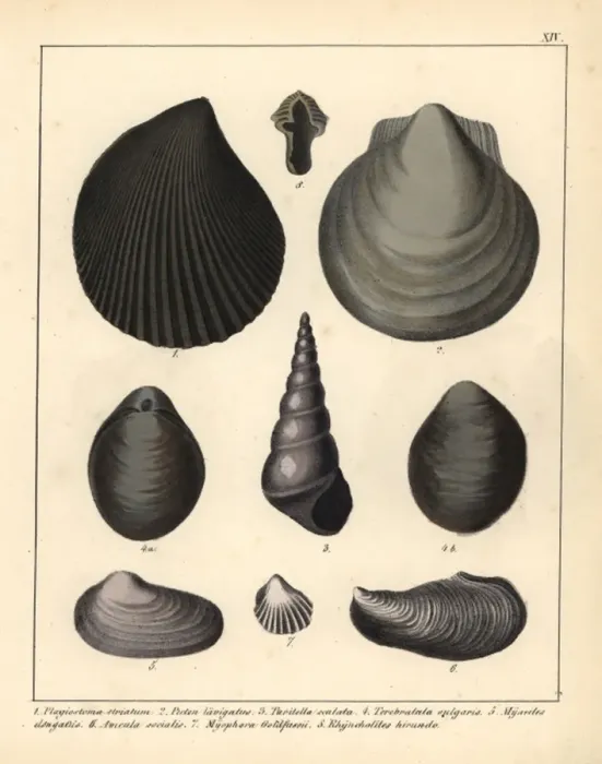 Framed Print : Fossils of extinct mollusks Framed Print : Fossils of extinct mollusks