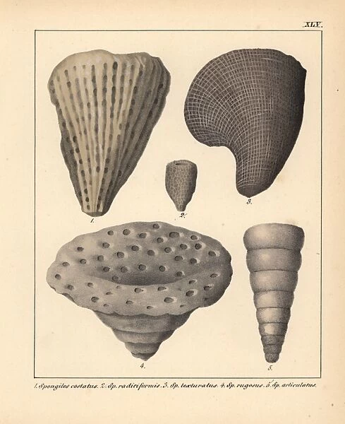 Fossils of extinct Spongites species