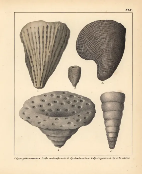 Framed Print : Fossils of extinct Spongites species Framed Print : Fossils of extinct Spongites species