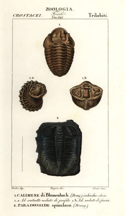 Framed Print : Fossils of extinct Trilobites Framed Print : Fossils of extinct Trilobites