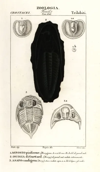 Framed Print : Fossils of extinct Trilobites Framed Print : Fossils of extinct Trilobites