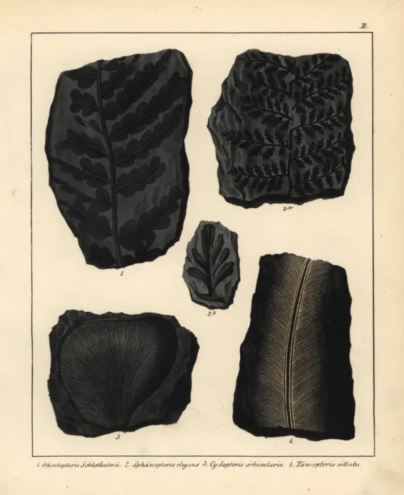 Framed Print : Fossils of ferns and plants