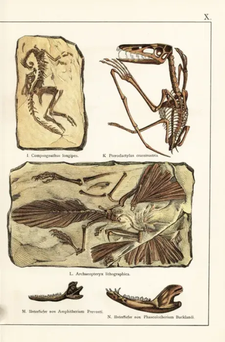 Framed Print : Fossils of skeletons of extinct dinosaurs and mammals Framed Print : Fossils of skeletons of extinct dinosaurs and mammals