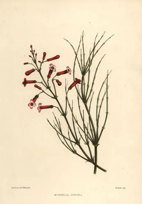Framed Print : Fountainbush, Russelia equisetiformis Framed Print : Fountainbush, Russelia equisetiformis
