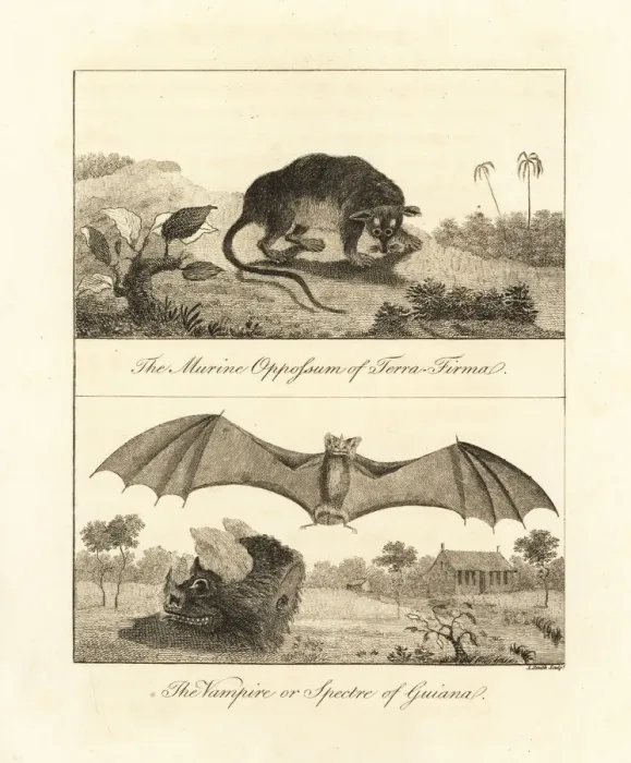 Framed Print : Four-eyed opossum and false vampire bat Framed Print : Four-eyed opossum and false vampire bat