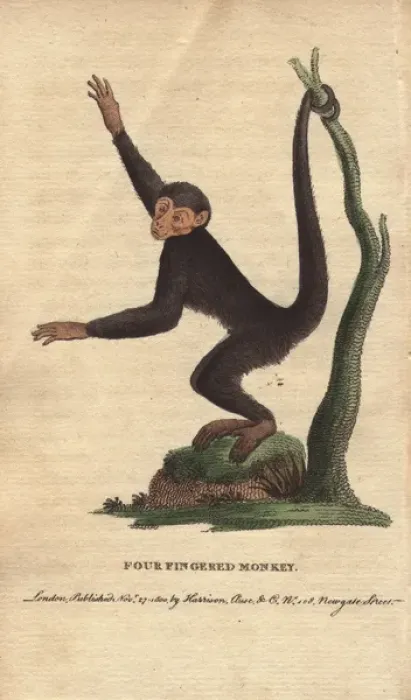 Framed Print : Four-fingered monkey or coaita, Ateles paniscus Framed Print : Four-fingered monkey or coaita, Ateles paniscus
