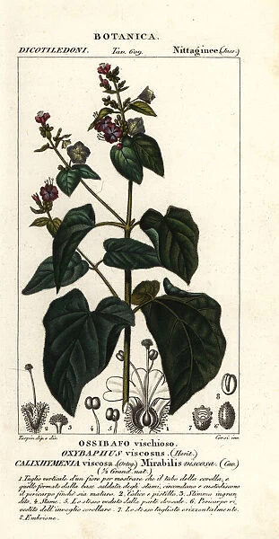 Four-o clock or umbrellawort, Mirabilis viscosa