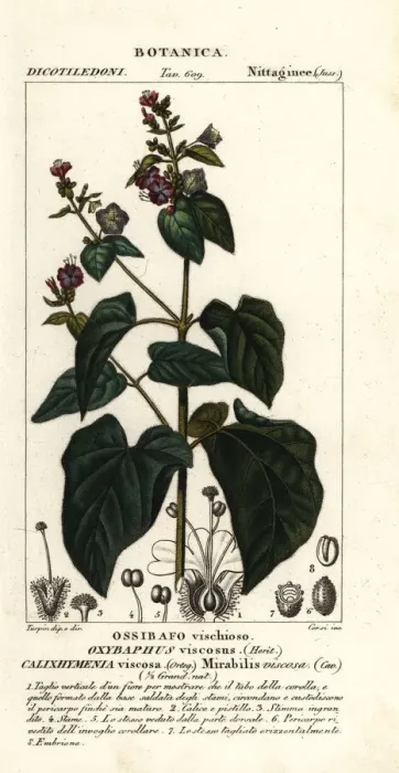 Framed Print : Four-o clock or umbrellawort, Mirabilis viscosa Framed Print : Four-o clock or umbrellawort, Mirabilis viscosa