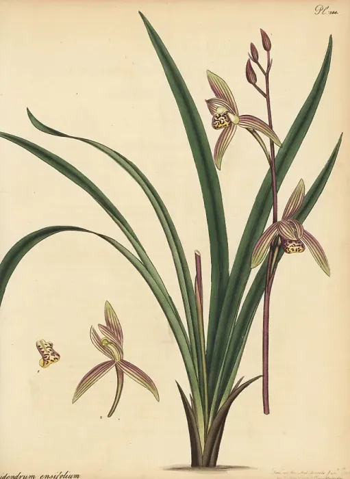 Framed Print : Four-season orchid, Cymbidium ensifolium Framed Print : Four-season orchid, Cymbidium ensifolium