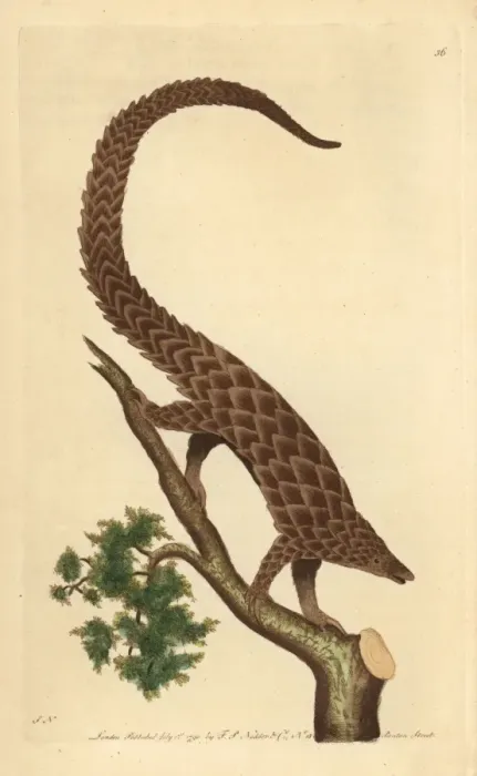 Framed Print : Four-toed manis, long-tailed or black-bellied Framed Print : Four-toed manis, long-tailed or black-bellied