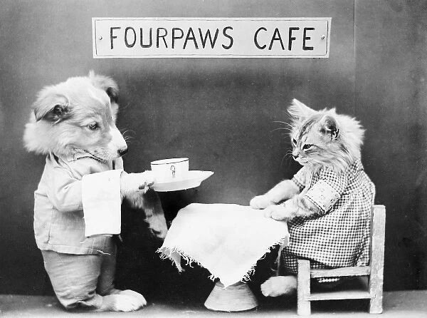 Fourpaws Cafe