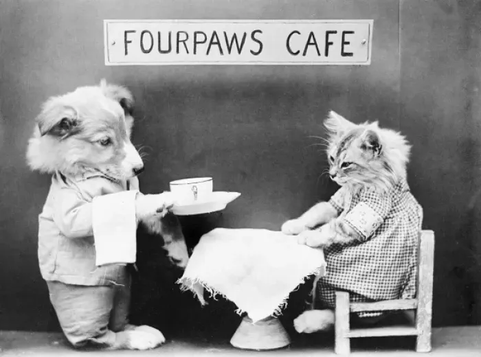 Framed Print : Fourpaws Cafe Framed Print : Fourpaws Cafe