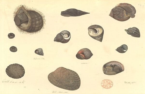 Fourteen molluscs, including gastropods and bivalves