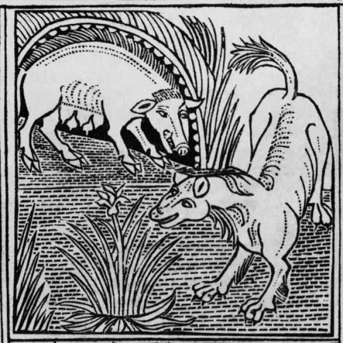 Framed Print : The fox & the boar Framed Print : The fox & the boar