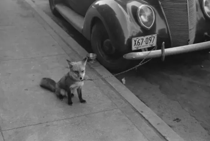 Framed Print : Fox chained to automobile. Moorehead, Minnesota Framed Print : Fox chained to automobile. Moorehead, Minnesota