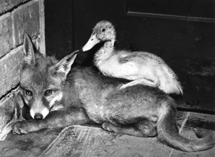 Framed Print : Fox and Duckling Framed Print : Fox and Duckling