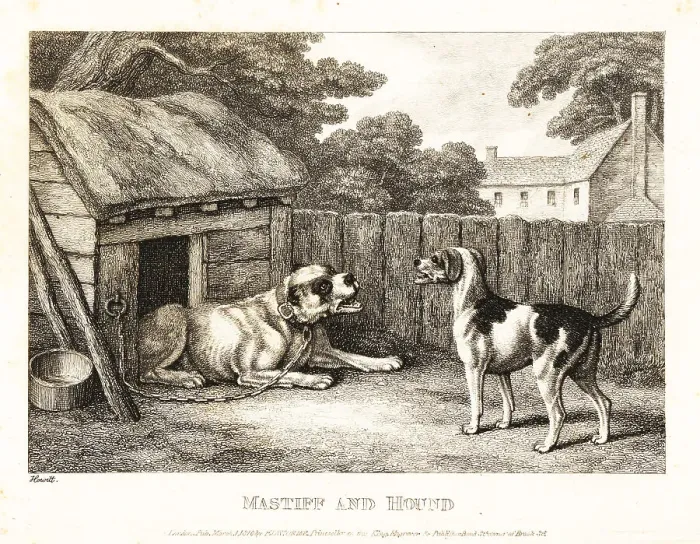 Framed Print : A fox hound berating a mastiff chained to a kennel Framed Print : A fox hound berating a mastiff chained to a kennel