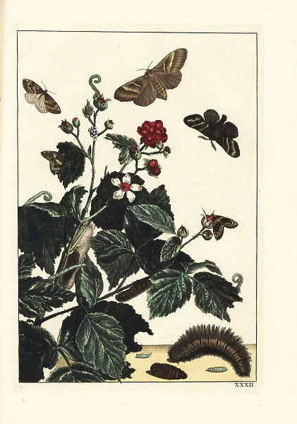 Fox moth and autumn green carpet moths on blackberry