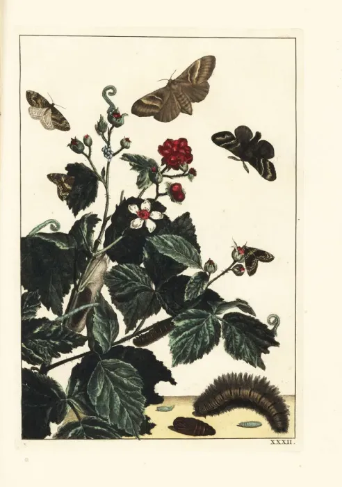 Framed Print : Fox moth and autumn green carpet moths on blackberry Framed Print : Fox moth and autumn green carpet moths on blackberry