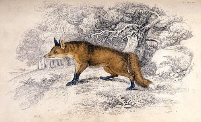 Framed Print : FOX / STEWART C1840 Framed Print : FOX / STEWART C1840