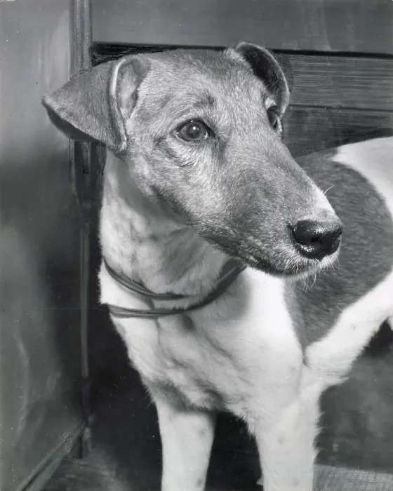 Framed Print : Fox terrier dog Date: 1950s Framed Print : Fox terrier dog Date: 1950s